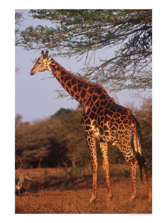 Giraffe, Giraffa Camelopardalis by Yvette Cardozo Pricing Limited Edition Print image