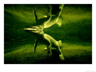 Underwater View Of A Rare White Alligator by Joel Sartore Pricing Limited Edition Print image