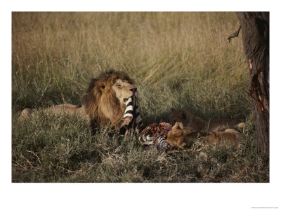 A Male Lion And Two Cubs Eat A Zebra Kill by Jodi Cobb Pricing Limited Edition Print image