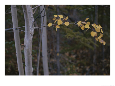 Golden Aspen Leaves Adorn A Branch In This Autumn Woodland View by Raymond Gehman Pricing Limited Edition Print image