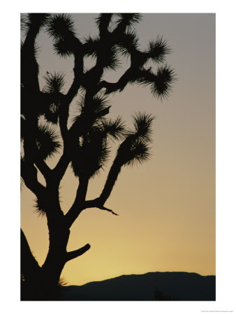 Silhouetted Joshua Tree In Antelope Valley by Marc Moritsch Pricing Limited Edition Print image