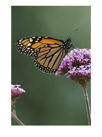 Monarch Butterfly (Danaus Plexippus) Perched On A Flower by Stephen Sharnoff Pricing Limited Edition Print image