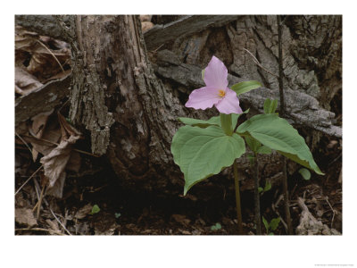 A Close View Of A Large-Flowered Trillium Flower by George F. Mobley Pricing Limited Edition Print image