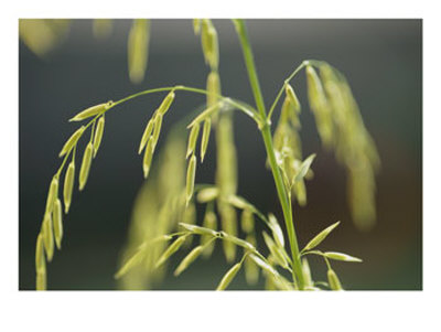 Close View Of Endangered Texas Wild Rice by Joel Sartore Pricing Limited Edition Print image