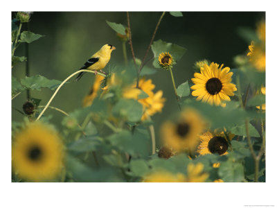 A Male American Goldfinch Sits On A Sunflower Eating Seeds by Taylor S. Kennedy Pricing Limited Edition Print image