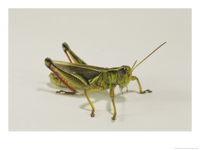 Close View Of A Grasshopper Against A White Background by Darlyne A. Murawski Pricing Limited Edition Print image
