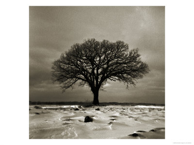 Tree With Wind Swept Snow, Wisconsin by John Glembin Pricing Limited Edition Print image