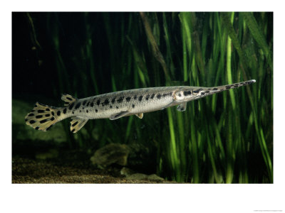 A Long-Nosed Gar Fish by George Grall Pricing Limited Edition Print image