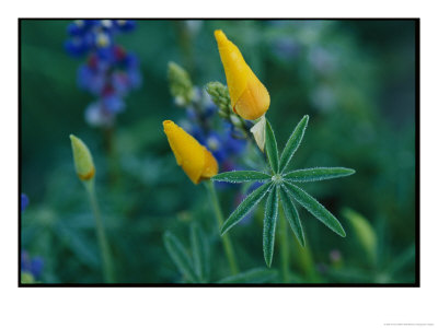 Wildflowers by Annie Griffiths Belt Pricing Limited Edition Print image