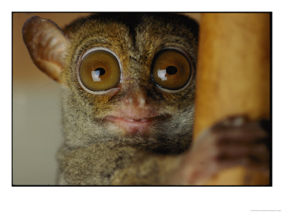Tarsier by Michael Nichols Pricing Limited Edition Print image