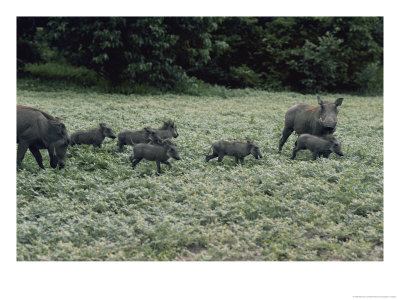 A Pair Of Warthogs And Their Litter Forage In A Clearing by Beverly Joubert Pricing Limited Edition Print image