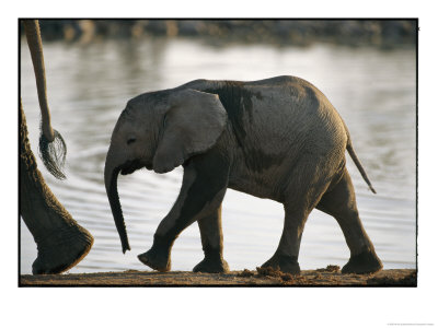Baby Elephant Follows After Its Mother by Nicole Duplaix Pricing Limited Edition Print image