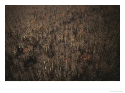 Barren Trees Are Seen From Above In A Fall Landscape by Stephen Alvarez Pricing Limited Edition Print image