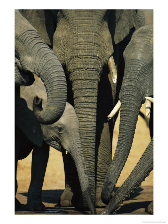 Elephants Drink From A Dwindling Water Hole by Beverly Joubert Pricing Limited Edition Print image