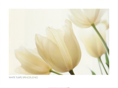 White Tulips by Spencer Jones Pricing Limited Edition Print image