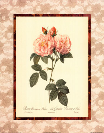 Rosa Damascena Italica by Pierre-Joseph Redoute Pricing Limited Edition Print image