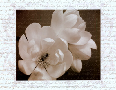 Winter Magnolia I by Tony Stuart Pricing Limited Edition Print image