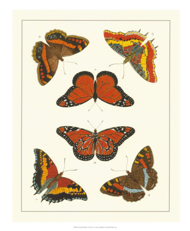 Cramer Butterflies I by Pieter Cramer Pricing Limited Edition Print image