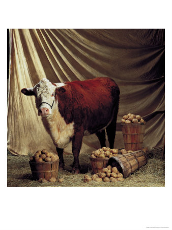 Cow And Potatoes by Chip Henderson Pricing Limited Edition Print image
