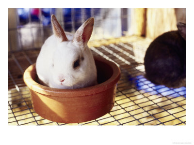 Rabbit In A Small Pot by Nancy Sheehan Pricing Limited Edition Print image