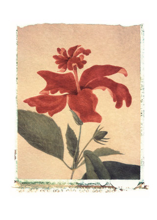 Red Hibiscus by Deborah Schenck Pricing Limited Edition Print image