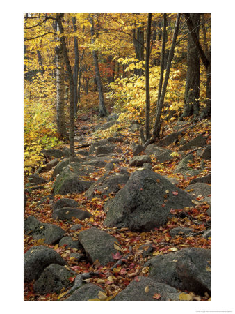 Fall Foliage On The Tarn Trail Of Dorr Mountain, Maine, Usa by Jerry & Marcy Monkman Pricing Limited Edition Print image