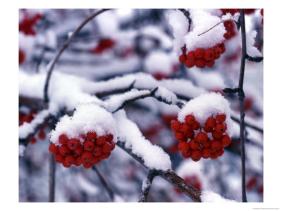 Snow On Mountain Ash Berries, Utah, Usa by Howie Garber Pricing Limited Edition Print image