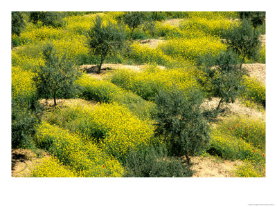 Olive Trees, Provence Of Granada, Andalusia, Spain by David Barnes Pricing Limited Edition Print image