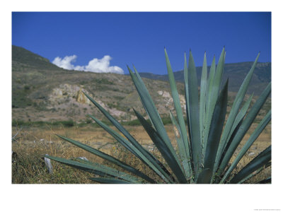 Oaxaca, Mexico by Judith Haden Pricing Limited Edition Print image