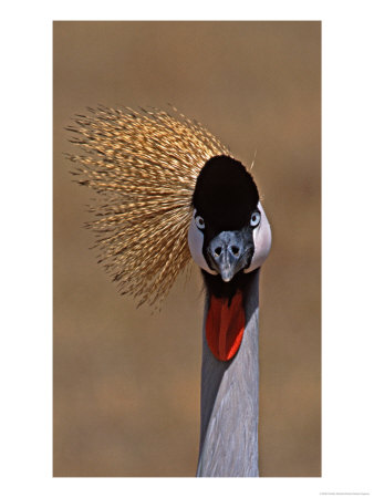 Grey Crowned Crane In The Masai Mara, Kenya by Charles Sleicher Pricing Limited Edition Print image