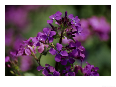The Violet Petals Of Money Plant Flowers by Stephen St. John Pricing Limited Edition Print image