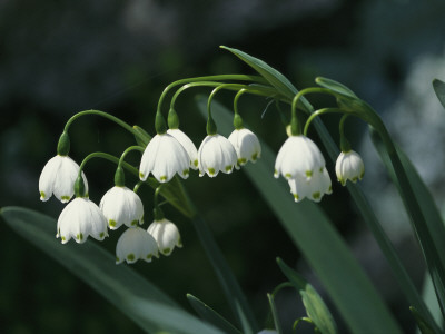 A Cluster Of Nodding Summer Snowflake Flowers, Leucojum Aestivum by Darlyne A. Murawski Pricing Limited Edition Print image