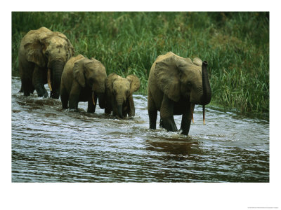 Herd Of African Forest Elephants Walking In Water At Langoue Bai by Michael Nichols Pricing Limited Edition Print image
