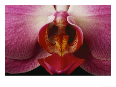 Close View Of A Delicate Orchid Blossom by Michael Nichols Pricing Limited Edition Print image