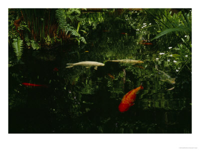 Orange And White Japanese Koi Drift In A Pond Near Green Ferns by Eightfish Pricing Limited Edition Print image
