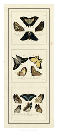 Antique Butterfly Panel I by Jablonsk Pricing Limited Edition Print image