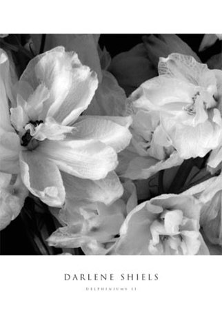 Delphiniums Ii by Darlene Shiels Pricing Limited Edition Print image