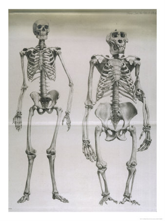 The Skeletons Of Homo Sapiens And A Gorilla Compared by D.H. Ford Pricing Limited Edition Print image