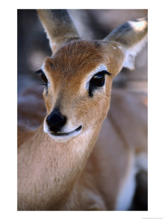 Adult Female Steenbok (Raphicerus Campestris), Etosha National Park, Namibia by Andrew Parkinson Pricing Limited Edition Print image