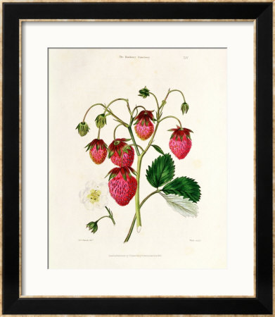 The Roseberry Strawberry, Engraved By Watte, Pub. By Thomas Kelly, London 1830 by Edwin Dalton Smith Pricing Limited Edition Print image