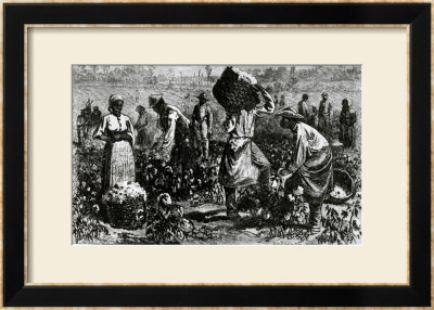 Slaves Picking Cotton On A Plantation by William Ludlow Sheppard Pricing Limited Edition Print image