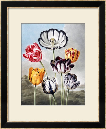 Red Tulips by Robert John Thornton Pricing Limited Edition Print image