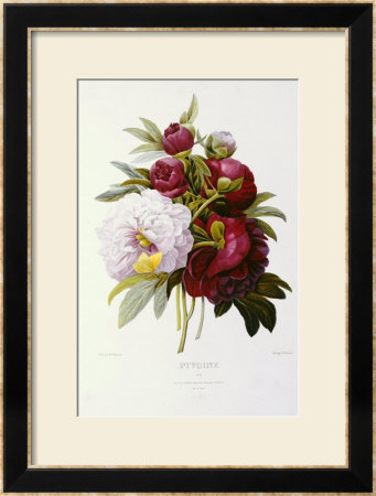 Peonies by Pierre-Joseph Redoute Pricing Limited Edition Print image