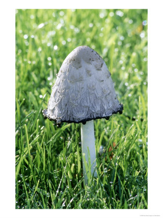 Shaggy Inkcap by Mark Bolton Pricing Limited Edition Print image