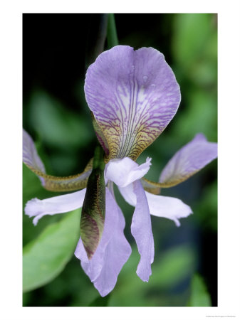 Iris Sibiirica Mrs Rowe, Flower With Purple Blue Petals And Yellow And Purple Veined Falls by Mark Bolton Pricing Limited Edition Print image