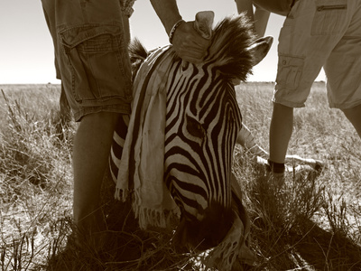 Men Working With A Tranquilized Zebra by Beverly Joubert Pricing Limited Edition Print image