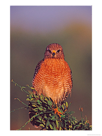 Red-Shouldered Hawk In Early Morning Light by Charles Sleicher Pricing Limited Edition Print image