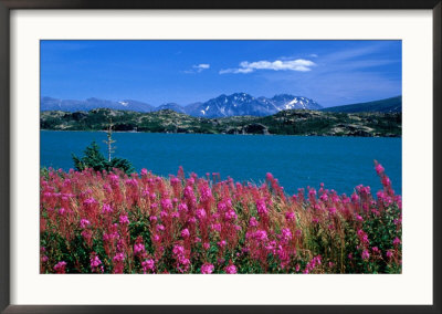 Fireweed On Shores Of Tagish Lake System, Fraser, British Columbia, Canada by Jeff Greenberg Pricing Limited Edition Print image