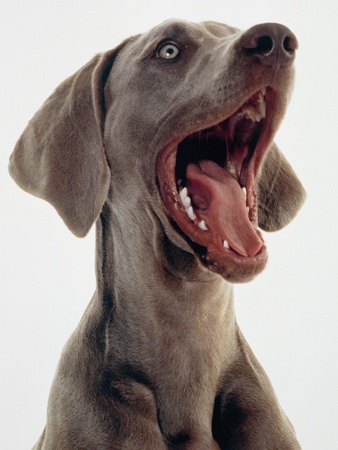 Dog (Weimaraner) by Holger Winkler Pricing Limited Edition Print image