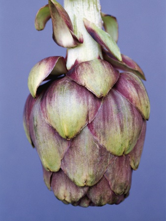 Artichoke by Heide Benser Pricing Limited Edition Print image